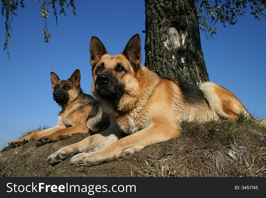 Two sheep-dogs laying in a grass