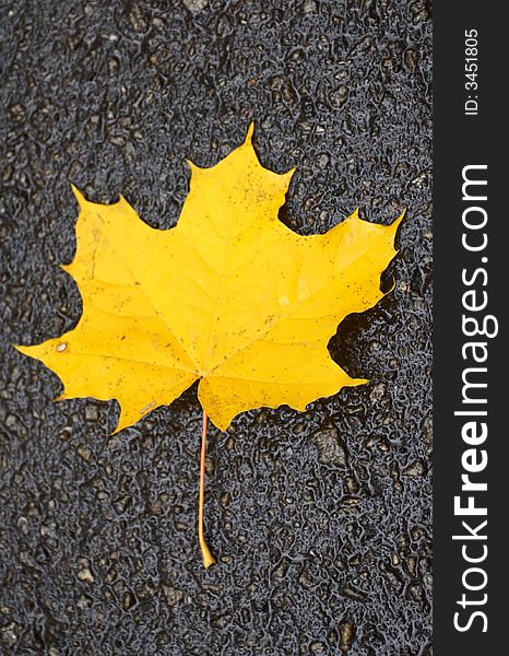 Yellow leaf on a wet asphalt