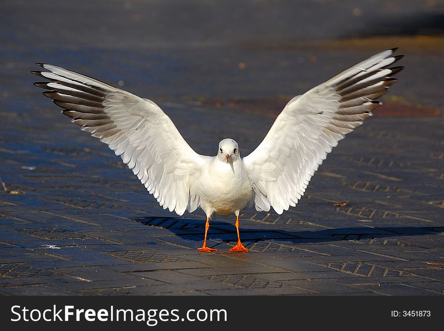 Sea gull just landed looking for food at the market place