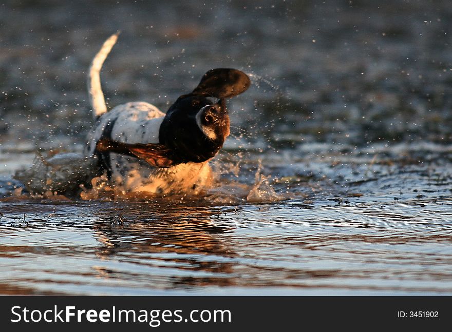 English pointer shaking water off her head while in a lake