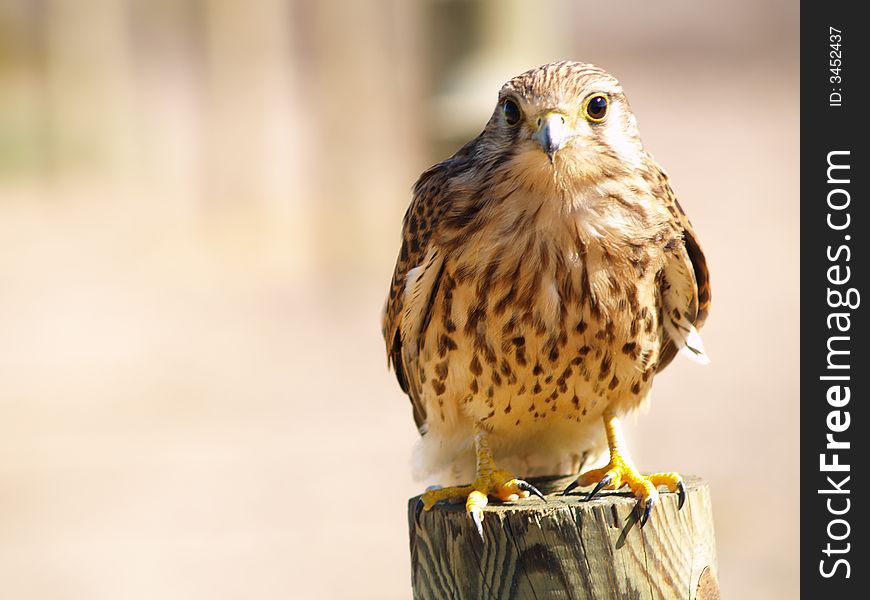 A bird over a pole