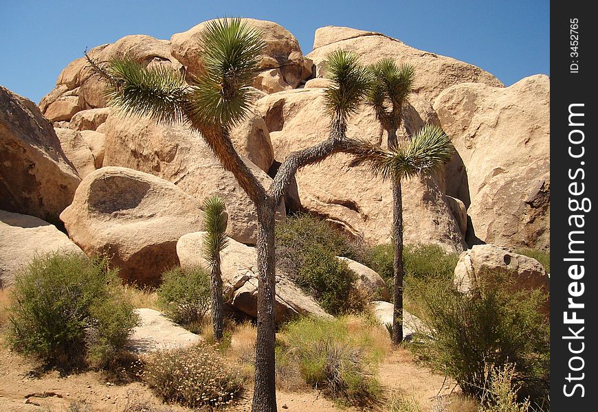 The picture taken in Joshua Tree National Park in California. The picture taken in Joshua Tree National Park in California
