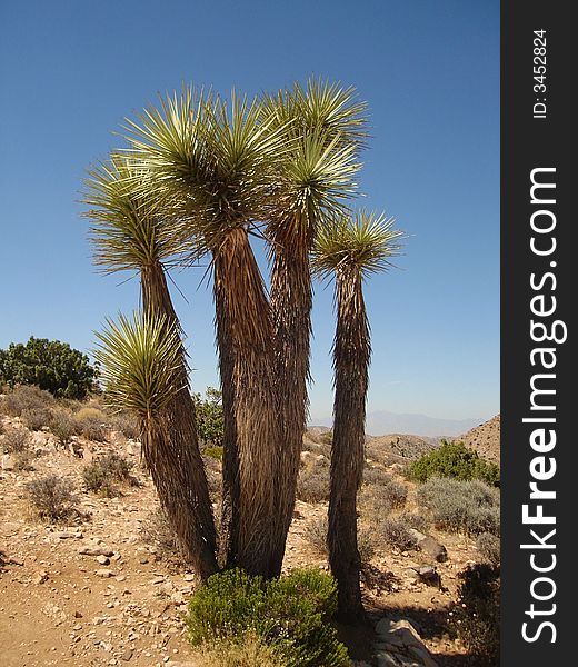 The picture of young Joshua Tree taken in Joshua Tree NP in California.