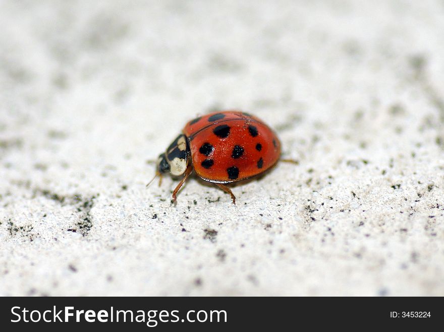 A macro (closeup) of a ladybug on white concrete