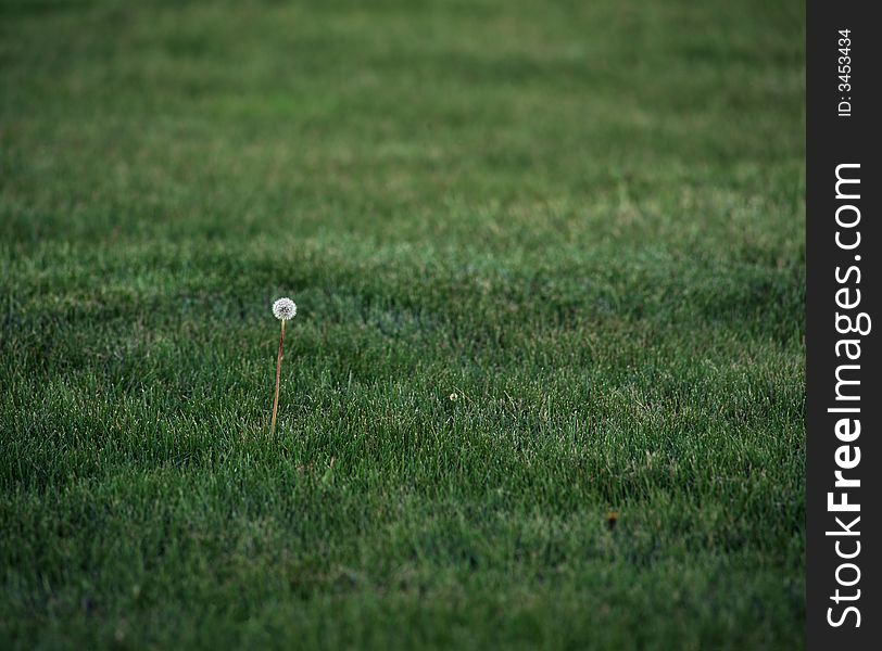 A lone dandelion in a yard. A lone dandelion in a yard