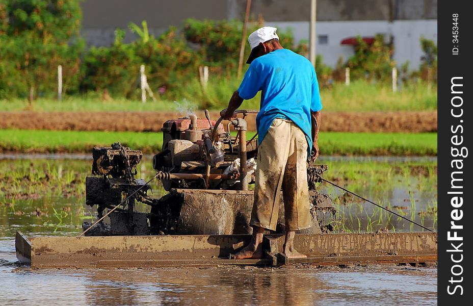 Man combine harvester harvesting a paddy rice tree