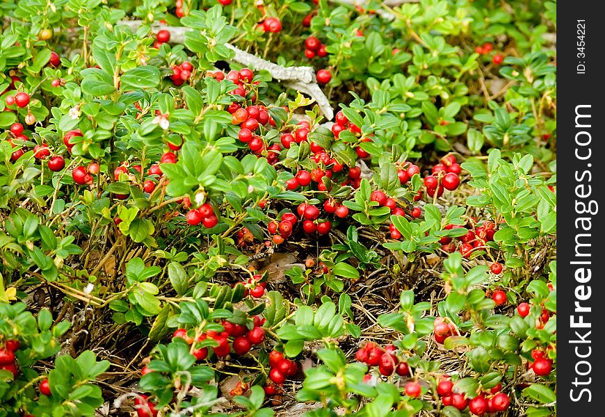 Lingonberries growing in the forest