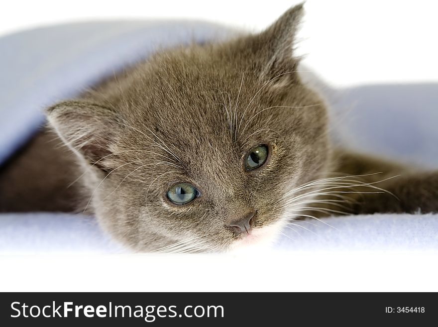 Grey kitten on a blue blanket. Grey kitten on a blue blanket