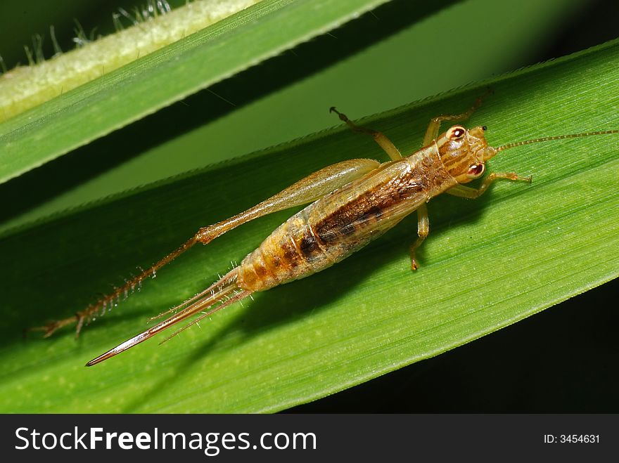 One leg insect in the bushes