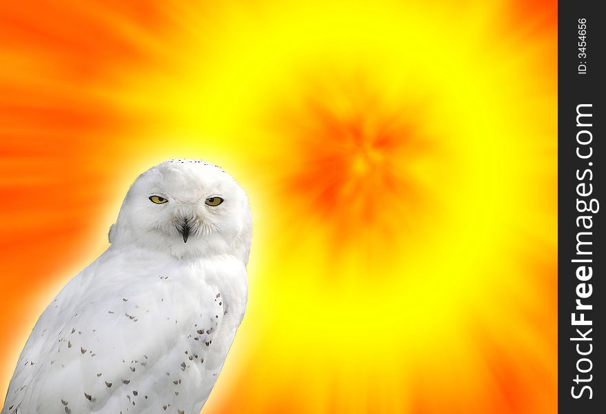 Snowy owl against a very colorful sunset