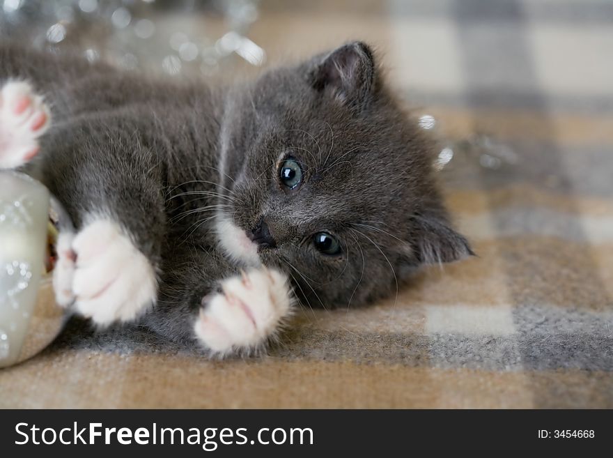 Grey kitten playing with christmas decoration. Grey kitten playing with christmas decoration