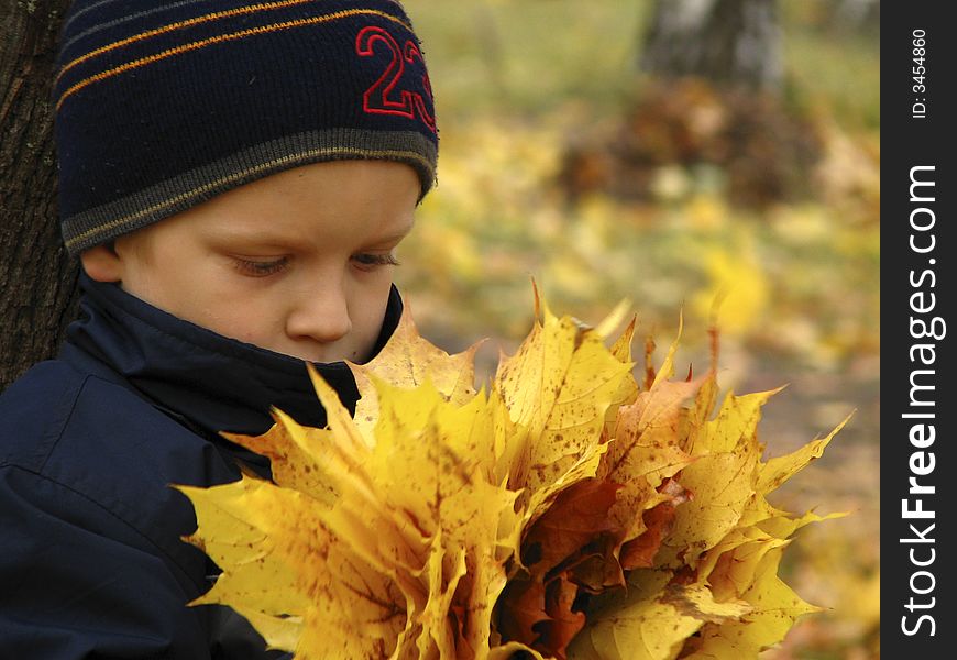The boy with autumn maple foliage. The boy with autumn maple foliage