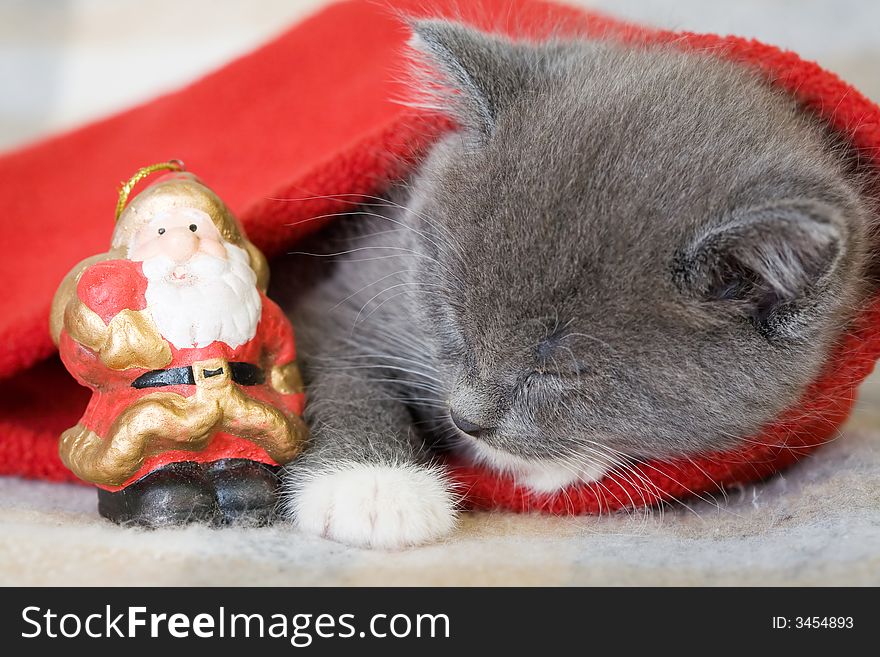 Grey kitten and a little santa claus. Grey kitten and a little santa claus