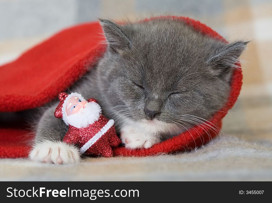 Grey Kitten And Santa Claus