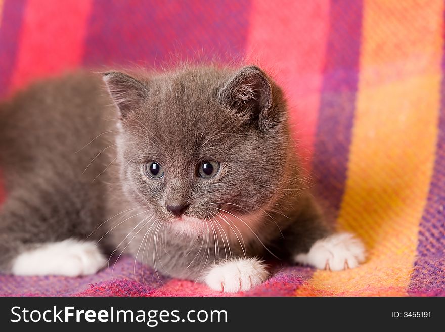 Grey kitten on a blanket