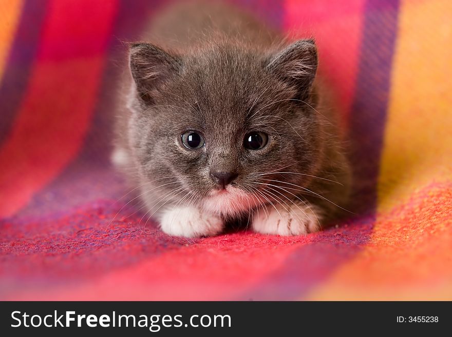 Grey kitten on a blanket