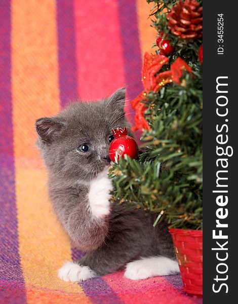 Grey kitten playing with christmas decoration. Grey kitten playing with christmas decoration