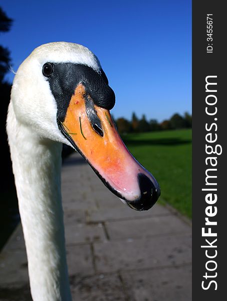 Whooper Swan close up of head and neck only. Whooper Swan close up of head and neck only