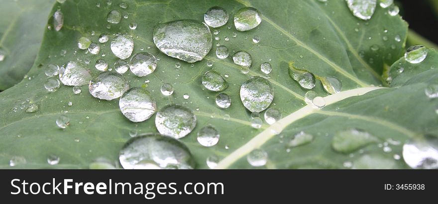 Green leaf background with big water drops