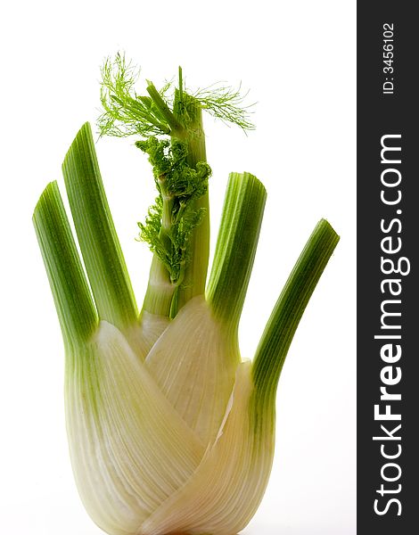 Close-up of fennel in white background