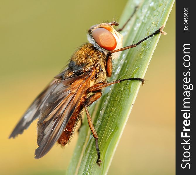 Close-up of hoverfly Phasia hemiptera