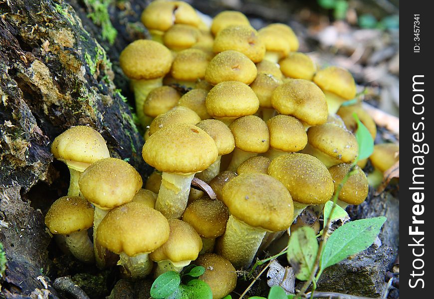 Honey mushrooms (armillaria mellea) at the old stump