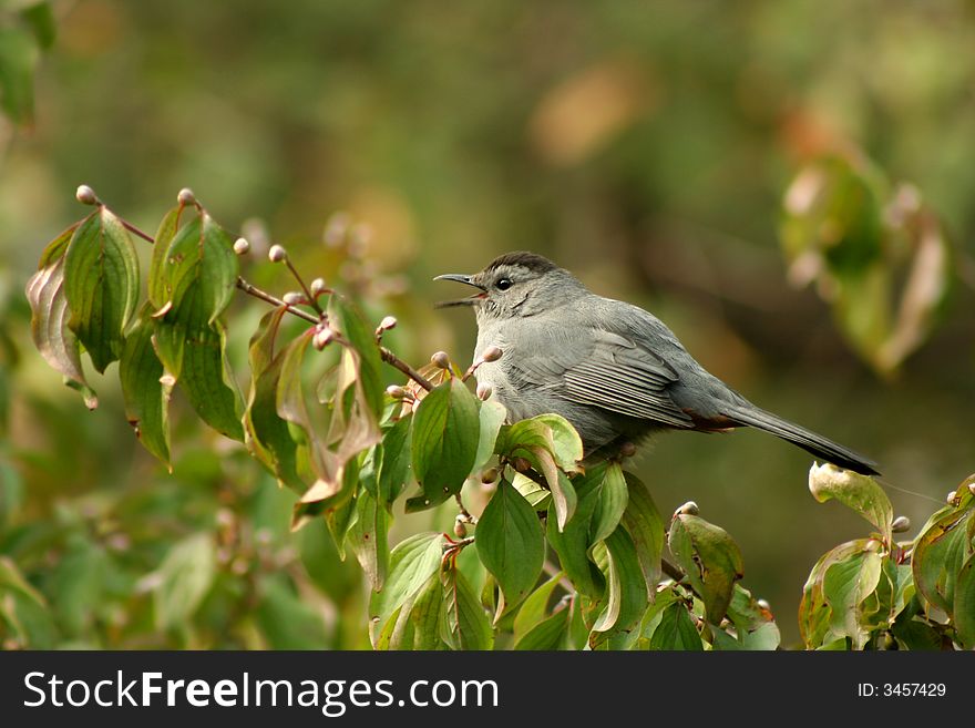 A Gray catbird sitting on a tree limb