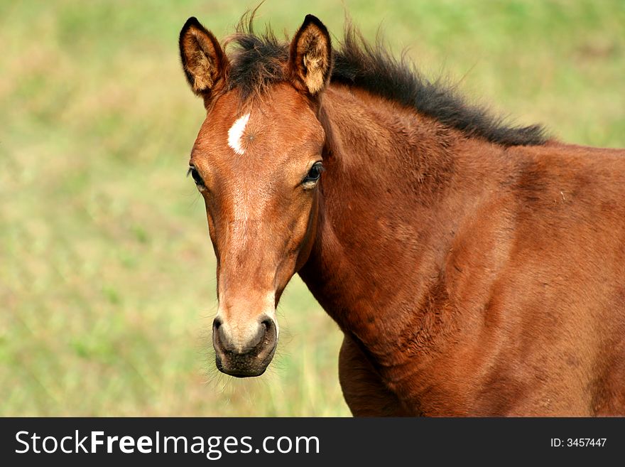 A brown baby horse in a field. A brown baby horse in a field