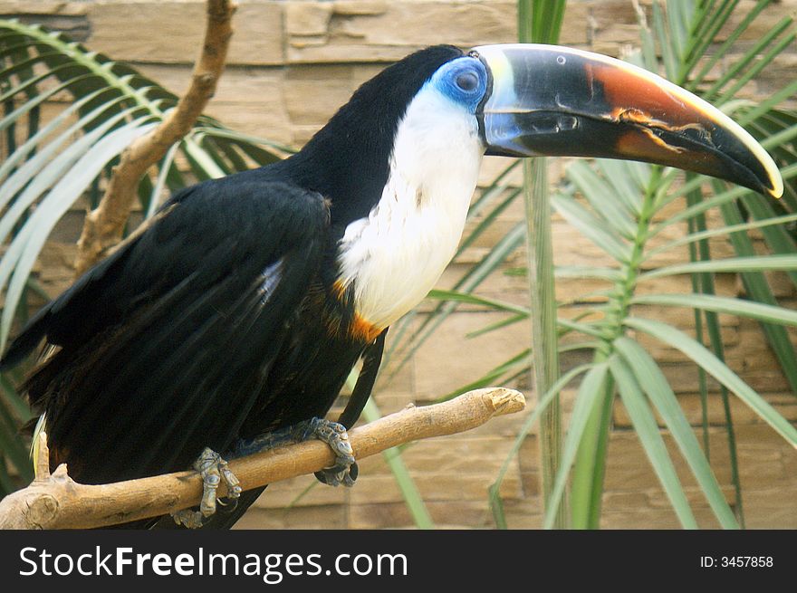 A toucan bird close-up