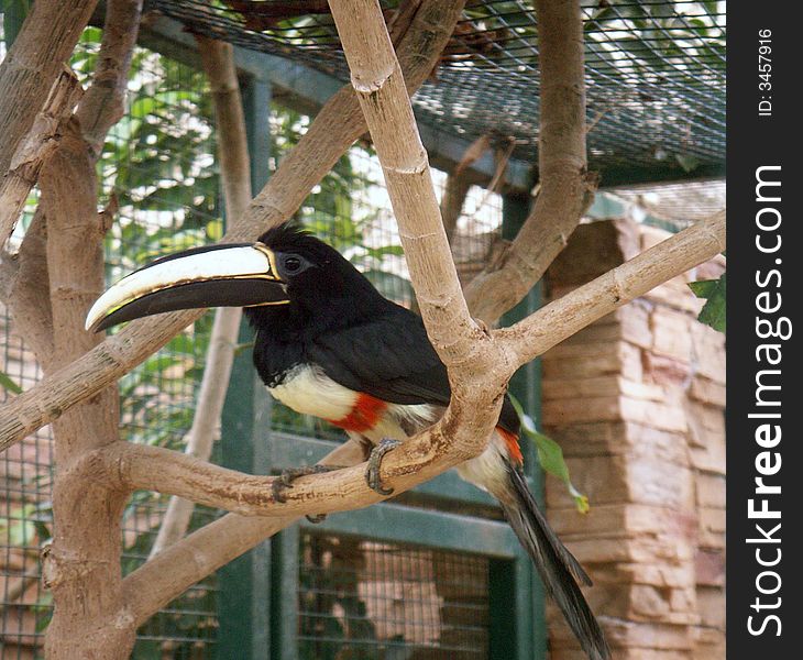 A toucan bird close-up