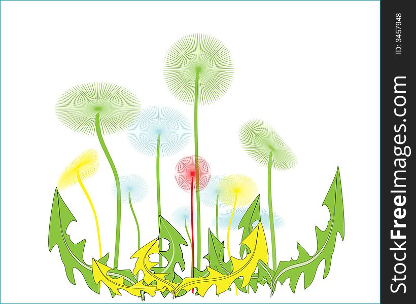 The vector image of dandelions