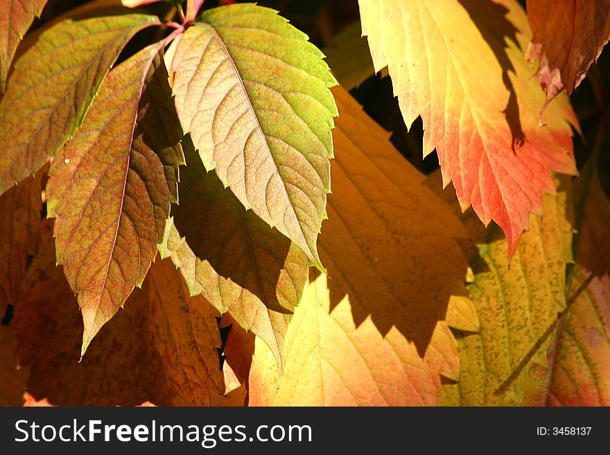 Autumnal red and yellow leaves background. Autumnal red and yellow leaves background