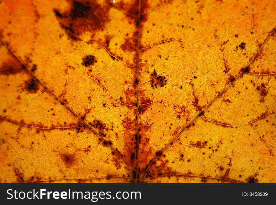 Autumn Leaf Macro