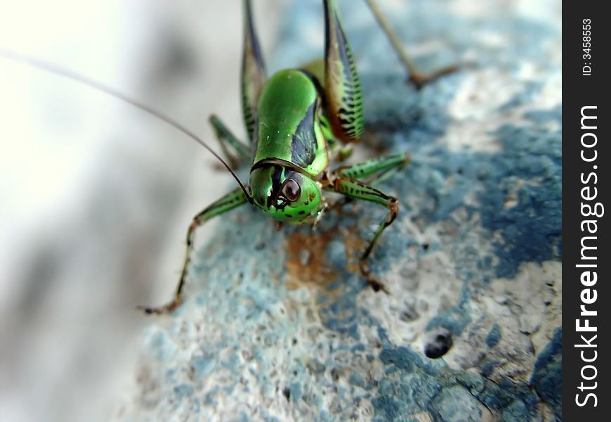 Grasshopper on stone, taken in greece