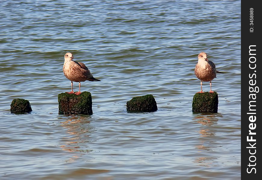 Two sea gull at shore