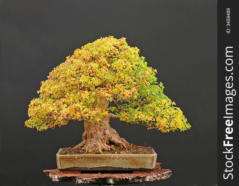 Trident maple, Acer burgerianum, 60 cm, from imported raw material, original fall color. Trident maple, Acer burgerianum, 60 cm, from imported raw material, original fall color