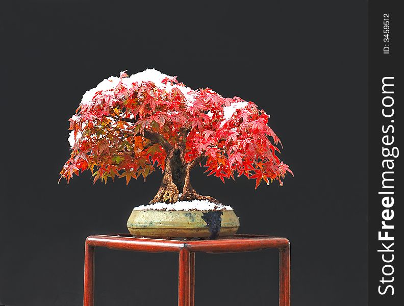 Japanese maple, Acer palmatum, 18 cm, from garden plant. Japanese maple, Acer palmatum, 18 cm, from garden plant