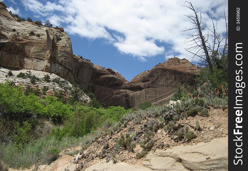 The picture of cacti and rocks taken on Lower Calf Creek Falls Trail.