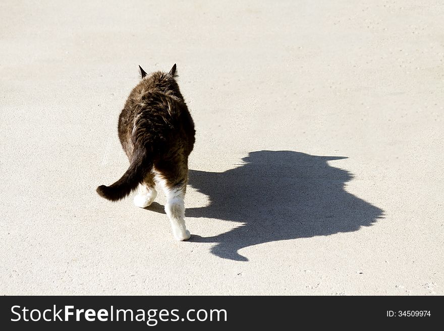 Big Cat Ferocious Shadow