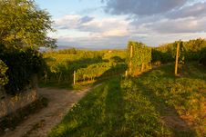 Vineyards On A Summer Evening Stock Images