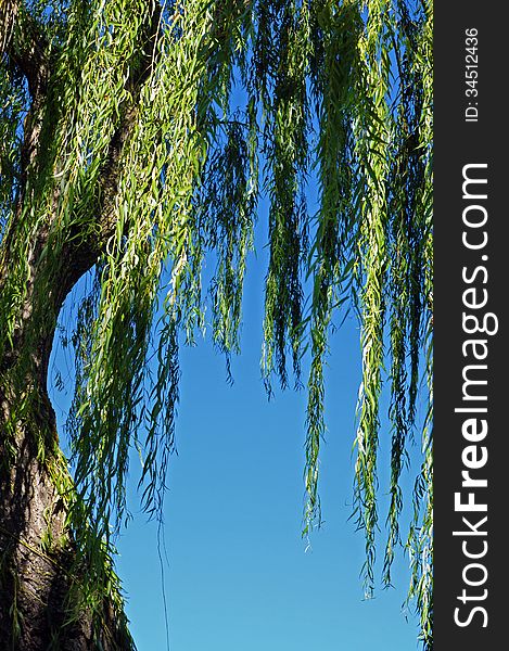 Weeping willow branches and blue sky