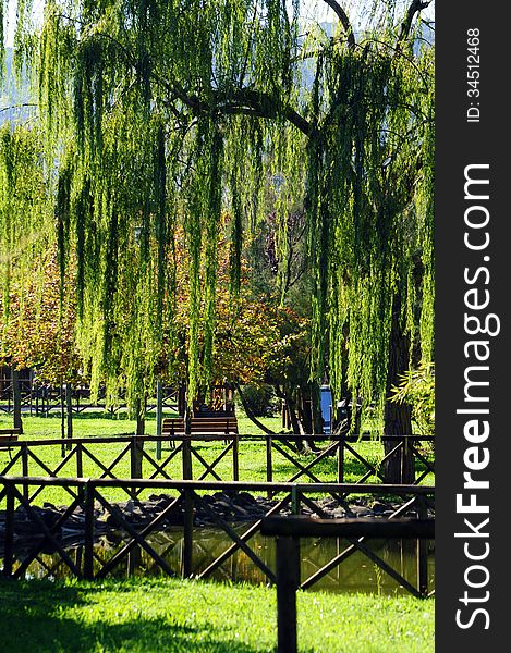 Park scenery with weeping willow and lake with fence. Park scenery with weeping willow and lake with fence