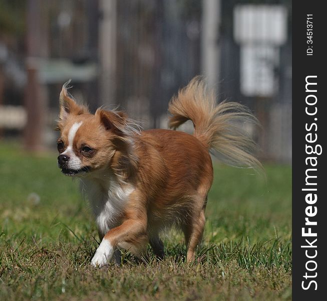 A small chihuahua srtolls across the grass in a park. A small chihuahua srtolls across the grass in a park