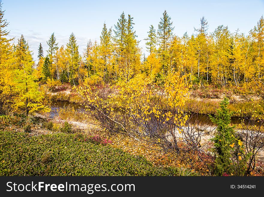 Autumn trees and the river