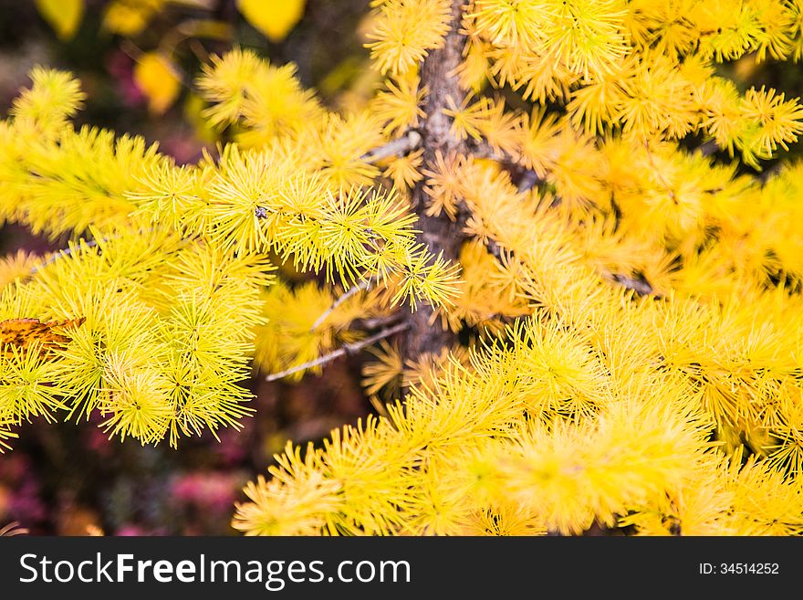 Autumn larch tree branch with cones