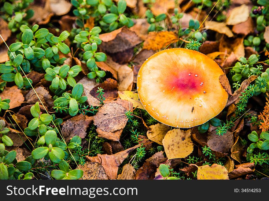 Amanita mushroom on a bed of autumn leaves