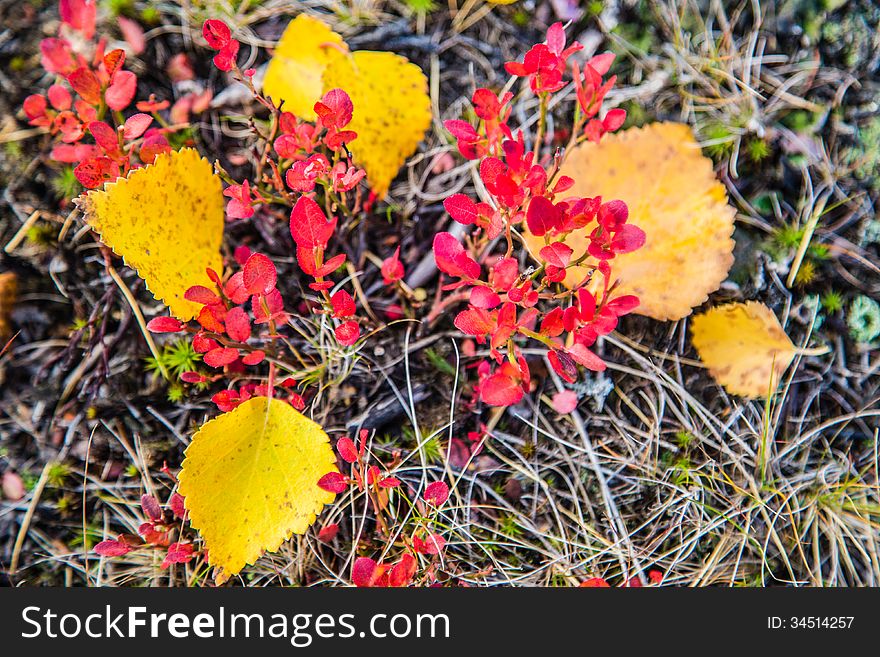 Bushes of various plants in the tundra. Bushes of various plants in the tundra
