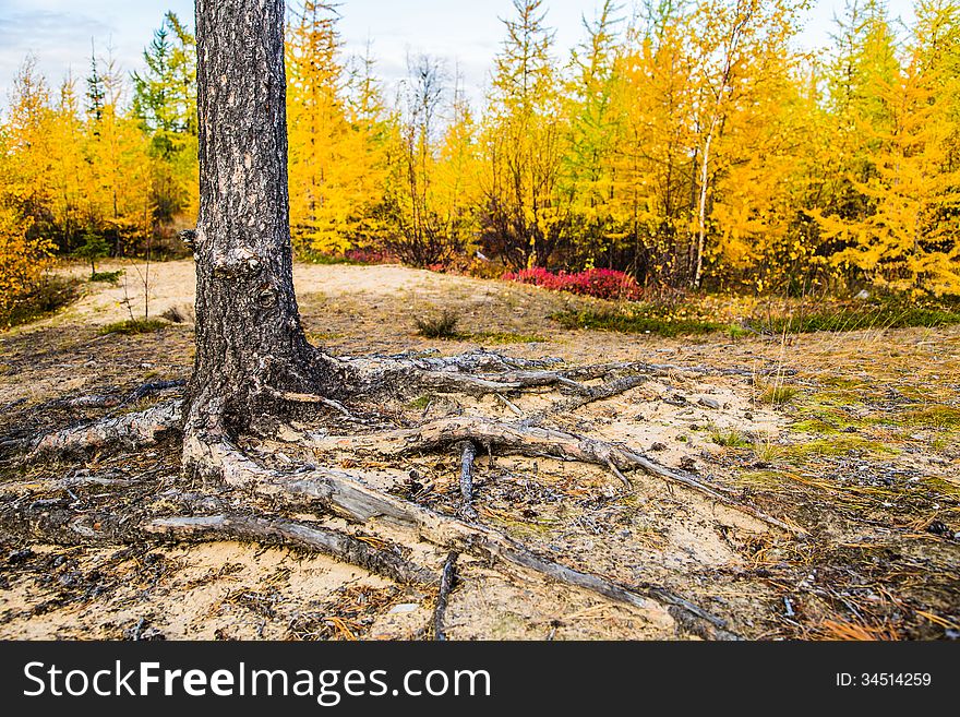 Larch tree roots on the background of the autumn forest