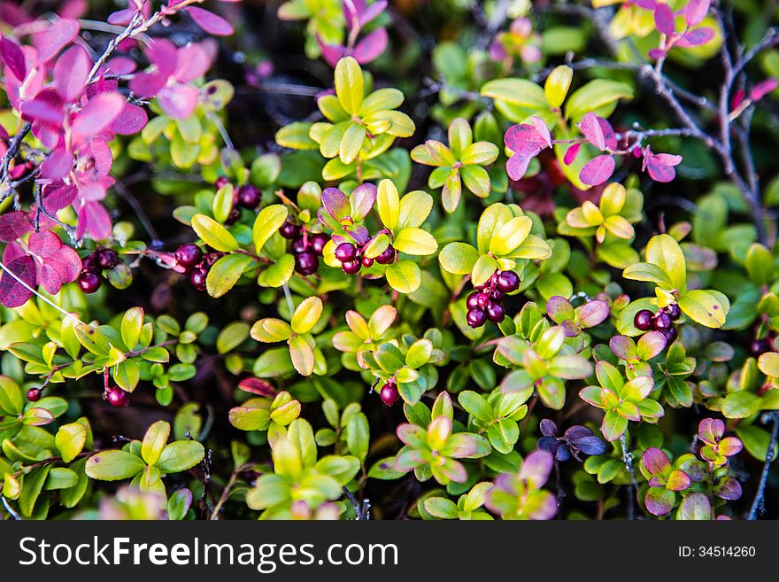 Berry cowberry bushes on the tundra. Berry cowberry bushes on the tundra