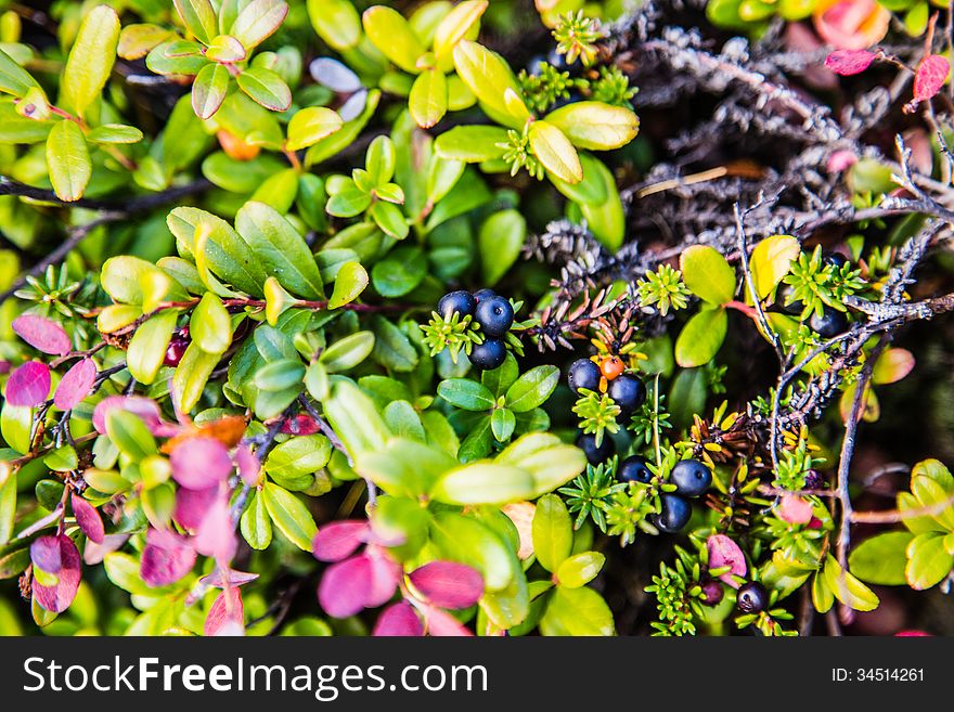 Crowberry berry bushes on the tundra. Crowberry berry bushes on the tundra